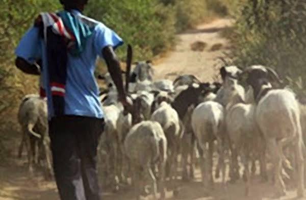 Vol de bétail à Touba Sam Fall : la gendarmerie de Dahra Djoloff arrête deux individus avec 24 moutons